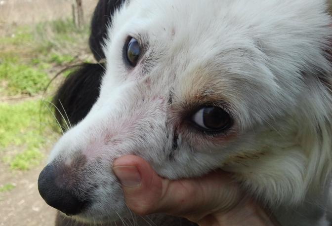 sequestro_cani_maltrattati_1_672-458_resize