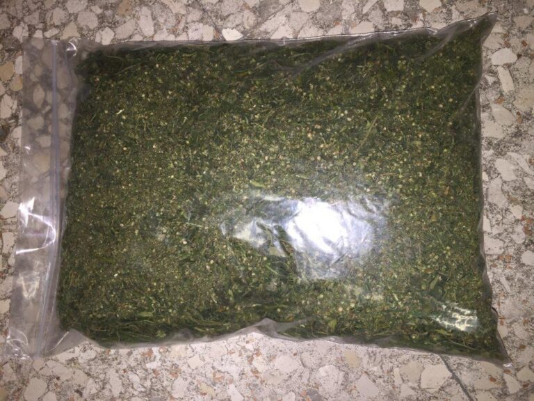 marijuanafoggia12082015