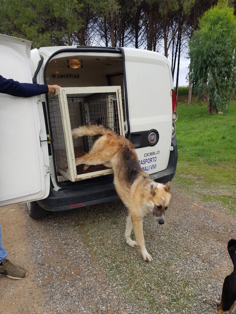 Foto-cane-da-quartiere