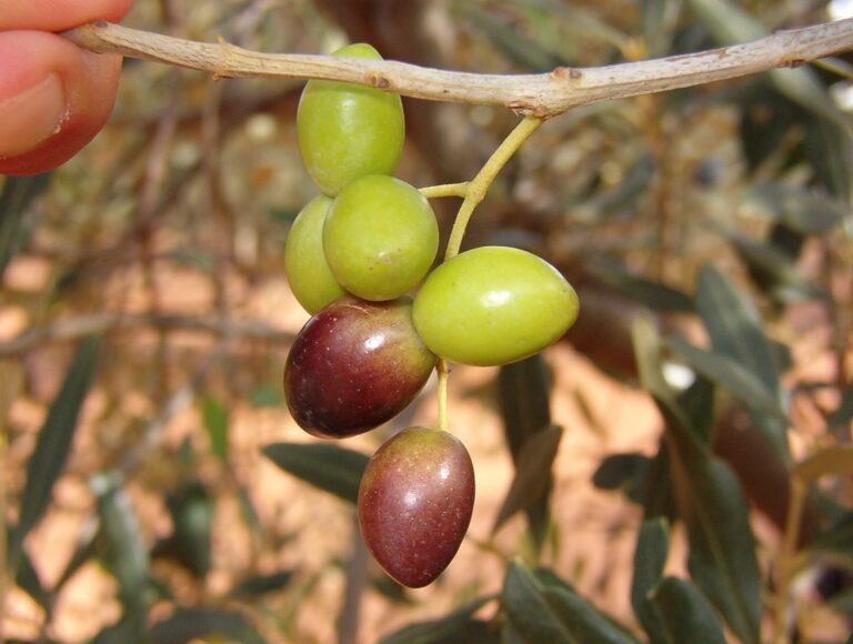ulivo
