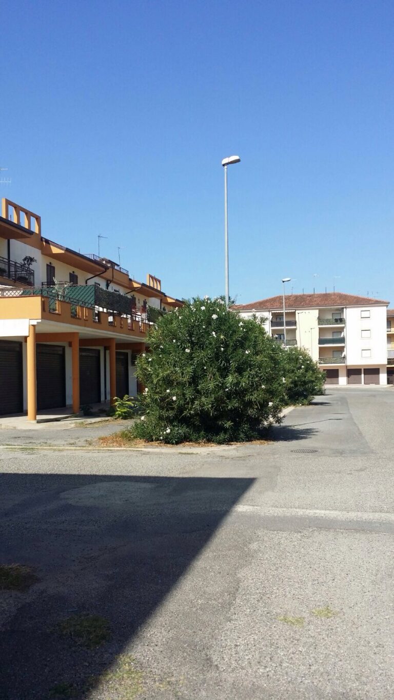 foto-alberi-da-potare-Via-SS.-Cosma-e-Damiano