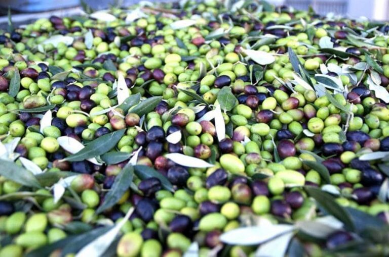 olivefurto