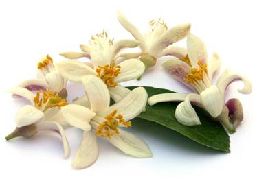 zfiori