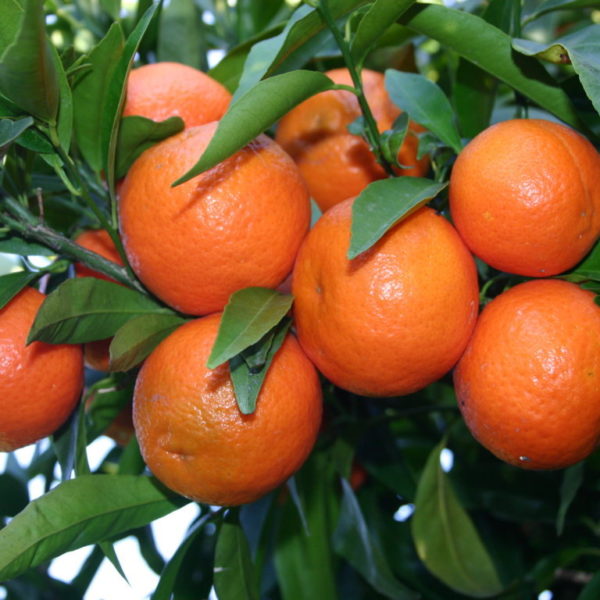 clementine