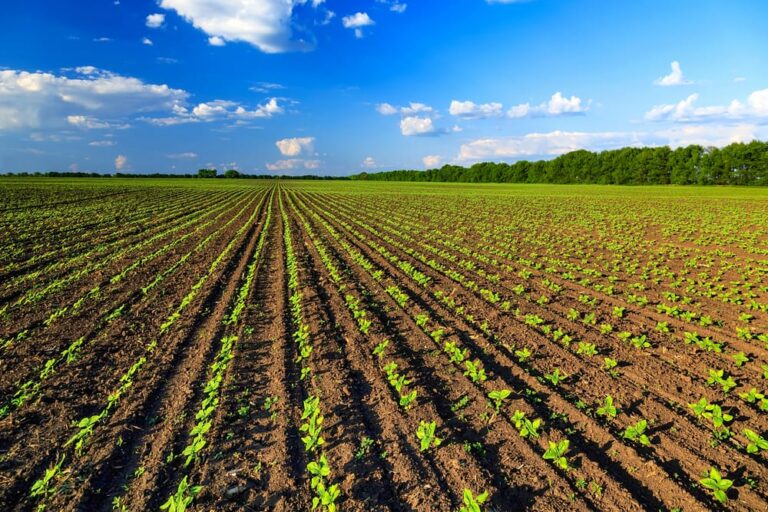 agricoltura