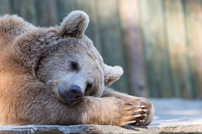 Orso-letargo