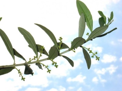 domenica-delle-palme