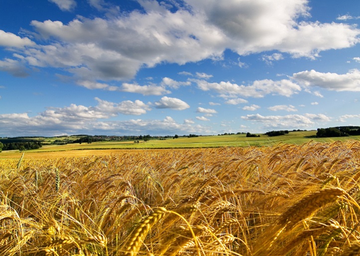 campo-di-grano-1