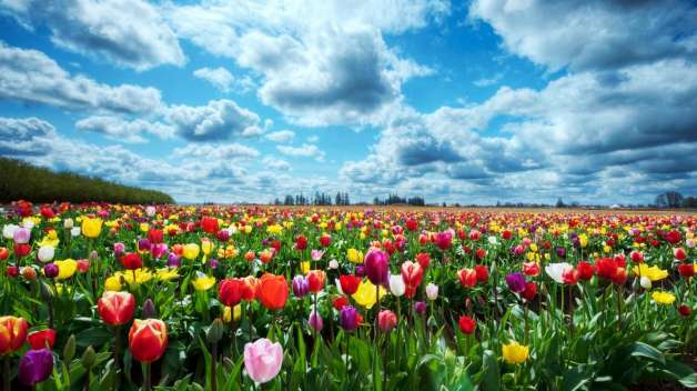 campo_fiorito