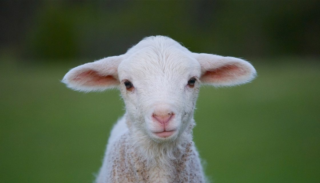 agnello-1120x641-1